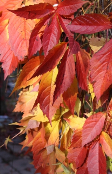 10-10-09_0401